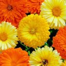 1 OZ=4500+CALENDULA FIESTA GITANA Mix Seeds Ornamental Culinary Garden/Container