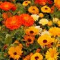 1 OZ=4500+CALENDULA FIESTA GITANA Mix Seeds Ornamental Culinary Garden/Container