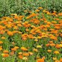1 OZ=4500+CALENDULA FIESTA GITANA Mix Seeds Ornamental Culinary Garden/Container