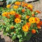 1 OZ=4500+CALENDULA FIESTA GITANA Mix Seeds Ornamental Culinary Garden/Container