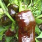 100+CHOCOLATE BEAUTY SWEET BELL PEPPER Seeds Non-Gmo Organic Garden/ Seeds USA Seller