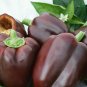100+CHOCOLATE BEAUTY SWEET BELL PEPPER Seeds Non-Gmo Organic Garden/ Seeds USA Seller