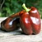 100+CHOCOLATE BEAUTY SWEET BELL PEPPER Seeds Non-Gmo Organic Garden/ Seeds USA Seller