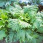 600+CHINESE MICHIHILI CABBAGE Seeds Asian Organic Spring/Fall Garden/Containers