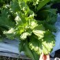 600+CHINESE MICHIHILI CABBAGE Seeds Asian Organic Spring/Fall Garden/Containers