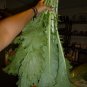 600+CHINESE MICHIHILI CABBAGE Seeds Asian Organic Spring/Fall Garden/Containers