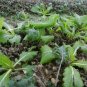 600+CHINESE MICHIHILI CABBAGE Seeds Asian Organic Spring/Fall Garden/Containers