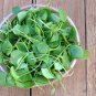 501+WATERCRESS Seeds Organic Non-Gmo SUPERFOOD Spring/Fall Garden/Container
