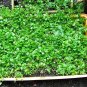 501+WATERCRESS Seeds Organic Non-Gmo SUPERFOOD Spring/Fall Garden/Container