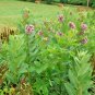 50+COMMON MILKWEED Seeds Monarch Butterflies Bees Native Wildflower Perennial