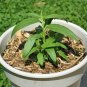 50+COMMON MILKWEED Seeds Monarch Butterflies Bees Native Wildflower Perennial