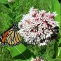 50+COMMON MILKWEED Seeds Monarch Butterflies Bees Native Wildflower Perennial