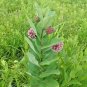 50+COMMON MILKWEED Seeds Monarch Butterflies Bees Native Wildflower Perennial