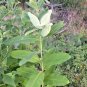 50+COMMON MILKWEED Seeds Monarch Butterflies Bees Native Wildflower Perennial