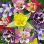 101+MCKANA GIANTS MIX Seeds Columbine Native Wildflower Garden/Patio Containers