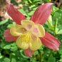 101+MCKANA GIANTS MIX Seeds Columbine Native Wildflower Garden/Patio Containers