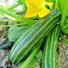 1 OZ=250+COCOZELLE ZUCCHINI Seeds Organic Non-Gmo Italian Heirloom Garden Bulk