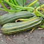 1 OZ=250+COCOZELLE ZUCCHINI Seeds Organic Non-Gmo Italian Heirloom Garden Bulk
