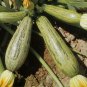 1 OZ=250+COCOZELLE ZUCCHINI Seeds Organic Non-Gmo Italian Heirloom Garden Bulk