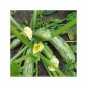 1 OZ=250+COCOZELLE ZUCCHINI Seeds Organic Non-Gmo Italian Heirloom Garden Bulk