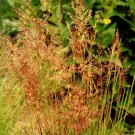 500+INDIAN GRASS Seeds Native Prairie Wildflower Clumping Ornamental Perennial