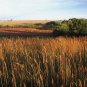 500+INDIAN GRASS Seeds Native Prairie Wildflower Clumping Ornamental Perennial