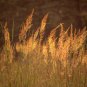 500+INDIAN GRASS Seeds Native Prairie Wildflower Clumping Ornamental Perennial
