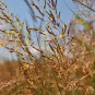 500+INDIAN GRASS Seeds Native Prairie Wildflower Clumping Ornamental Perennial