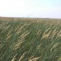 500+INDIAN GRASS Seeds Native Prairie Wildflower Clumping Ornamental Perennial