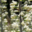 50+WHITE WILD(False)INDIGO Seeds Native Wildflower Perennial Nitrogen-Fixing