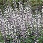 50+WHITE WILD(False)INDIGO Seeds Native Wildflower Perennial Nitrogen-Fixing