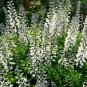 50+WHITE WILD(False)INDIGO Seeds Native Wildflower Perennial Nitrogen-Fixing
