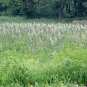 50+WHITE WILD(False)INDIGO Seeds Native Wildflower Perennial Nitrogen-Fixing
