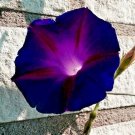 25+KNOWLIANS BLACK MORNING GLORY Flower Seeds 10' Vine Garden/Patio Container