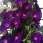 25+KNOWLIANS BLACK MORNING GLORY Flower Seeds 10' Vine Garden/Patio Container