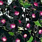 25+KNOWLIANS BLACK MORNING GLORY Flower Seeds 10' Vine Garden/Patio Container