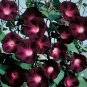 25+KNOWLIANS BLACK MORNING GLORY Flower Seeds 10' Vine Garden/Patio Container