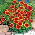 200+ INDIAN BLANKET FLOWER Seeds American Native Wildflower Garden/Containers