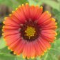 200+ INDIAN BLANKET FLOWER Seeds American Native Wildflower Garden/Containers