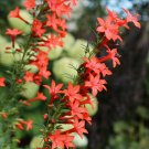 300+STANDING CYPRESS/TEXAS PLUME/SCARLET GILIA Flower Seeds Native Wildflower