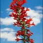 300+STANDING CYPRESS/TEXAS PLUME/SCARLET GILIA Flower Seeds Native Wildflower