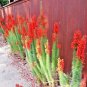 300+STANDING CYPRESS/TEXAS PLUME/SCARLET GILIA Flower Seeds Native Wildflower