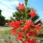 300+STANDING CYPRESS/TEXAS PLUME/SCARLET GILIA Flower Seeds Native Wildflower