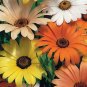 1 OZ=15000+AFRICAN DAISY MIX Seeds White Orange Yellow Apricot Drought Tolerant