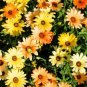 1 OZ=15000+AFRICAN DAISY MIX Seeds White Orange Yellow Apricot Drought Tolerant