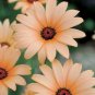 1 OZ=15000+AFRICAN DAISY MIX Seeds White Orange Yellow Apricot Drought Tolerant