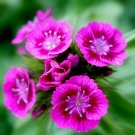 500+PINK SWEET WILLIAM Flower Seeds European Wildflower Perennial Groundcover