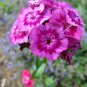 500+PINK SWEET WILLIAM Flower Seeds European Wildflower Perennial Groundcover