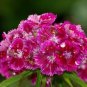 500+PINK SWEET WILLIAM Flower Seeds European Wildflower Perennial Groundcover
