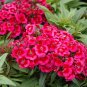 500+PINK SWEET WILLIAM Flower Seeds European Wildflower Perennial Groundcover